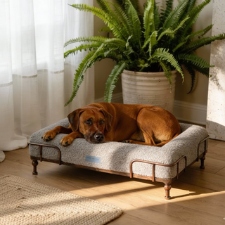 Cama Essential Memory Foam Gris con Base Soho