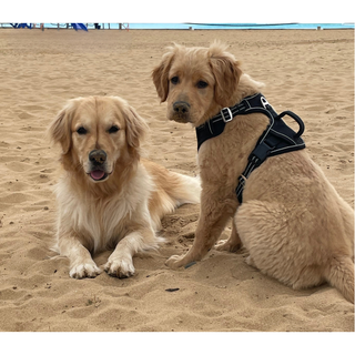 Arnés acolchado anti tirones y doble gancho