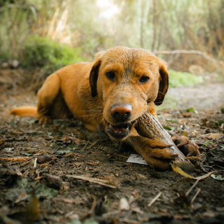 Hueso mordedor para perros de asta de ciervo