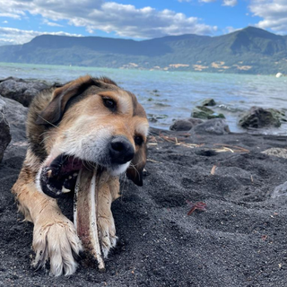 Hueso mordedor para perros de asta de ciervo