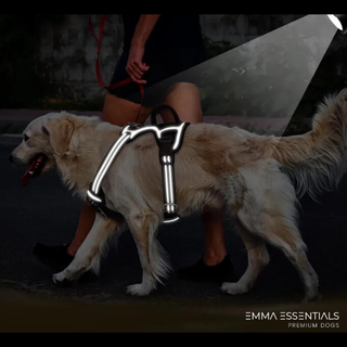 Arnés acolchado anti tirones y doble gancho