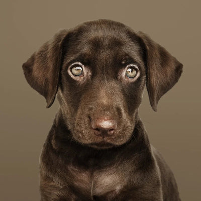 Cachorros menores de 4 meses