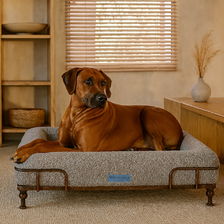 Cama Essential Memory Foam Gris con Base Soho