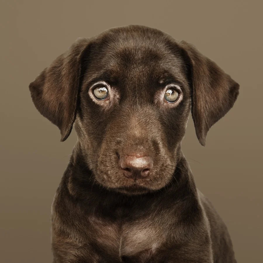 Cachorros: